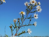 Symphyotrichum aff. lanceolatum 16, Smalle aster, Saxifraga-Ed Stikvoort