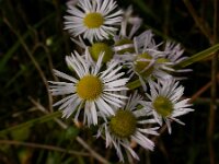 Symphyotrichum aff. lanceolatum 2, Smalle aster, Saxifraga-Peter Meininger