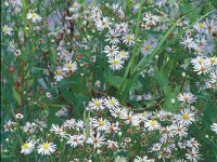 Symphyotrichum aff. lanceolatum 3, Smalle aster, Saxifraga-Piet Zomerdijk