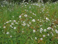 Symphyotrichum aff. lanceolatum 6, Smalle aster, Saxifraga-Rutger Barendse