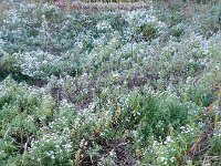 Symphyotrichum aff. lanceolatum 7, Smalle aster, Saxifraga-Rutger Barendse
