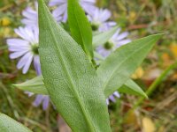 Symphyotrichum laeve 2, Gladde aster, Saxifraga-Rutger Barendse