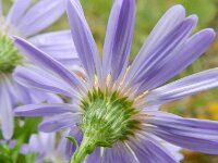 Symphyotrichum laeve 7, Gladde aster, Saxifraga-Rutger Barendse