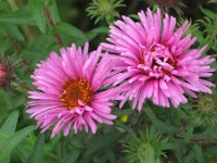 Symphyotrichum novae-angliae