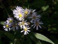 Symphyotrichum novi-belgii 2, Nieuw-Nederlandse aster, Saxifraga-Jan van der Straaten