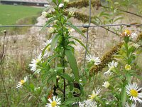 Symphyotrichum ontarionis