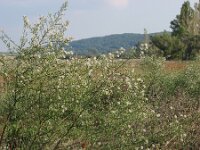 Symphyotrichum subulatum squamatus