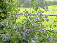 Symphytum azureum 1, Saxifraga-Rutger Barendse