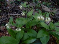 Symphytum bulbosum