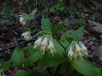 Symphytum bulbosum 2, Saxifraga-Ed Stikvoort : Dimitsana - Stemnitsa A900