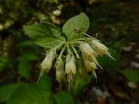 Symphytum bulbosum 4, Saxifraga-Ed Stikvoort : Dimitsana - Stemnitsa