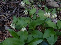 Symphytum bulbosum 5, Saxifraga-Ed Stikvoort : Dimitsana - Stemnitsa A900
