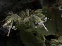 Symphytum creticum