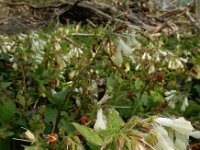 Symphytum ibericum 1, Kruipende smeerwortel, Saxifraga-Ed Stikvoort