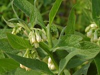 Symphytum officinale, Common Comfrey