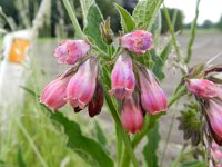 Symphytum officinale 12, Gewone smeerwortel, Saxifraga-Rutger Barendse