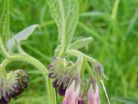 Symphytum officinale 13, Gewone smeerwortel, Saxifraga-Rutger Barendse