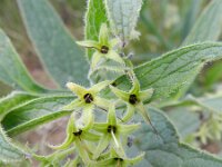 Symphytum officinale 14, Gewone smeerwortel, Saxifraga-Rutger Barendse