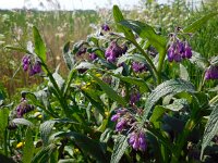 Symphytum officinale 19, Gewone smeerwortel, Saxifraga-Ed Stikvoort