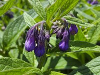 Common Comfrey (Symphytum officinale) with purple flowers  Common Comfrey (Symphytum officinale) with purple flowers : comfrey, Common Comfrey, flora, floral, flower, flowering, flowers, green, hairy, in flower, natural, nature, plant, purple, spring, springtime, summer, summertime, Symphytum officinale, vascular plant, no people, nobody, outdoors, outside, growth