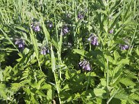 Common Comfrey (Symphytum officinale) between high vegetation  Common Comfrey (Symphytum officinale) between high vegetation : comfrey, Common Comfrey, flora, floral, flower, flowering, flowers, green, hairy, in flower, natural, nature, plant, purple, spring, springtime, summer, summertime, Symphytum officinale, vascular plant, grass, grasses, vegetation
