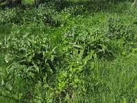 Common Comfrey plants (Symphytum officinale) in grassland  Common Comfrey plants (Symphytum officinale) in grassland : comfrey, Common Comfrey, flora, floral, flower, flowering, flowers, grass, grasses, green, hairy, in flower, natural, nature, plant, purple, spring, springtime, summer, summertime, Symphytum officinale, vascular plant, vegetation, plants, white