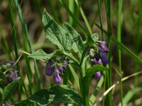 Symphytum officinale 4, Gewone smeerwortel, Saxifraga-Dirk Hilbers