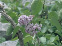 Syringa vulgaris 1, Sering, Saxifraga-Eugen Schaub