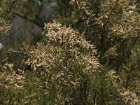 Tamarix gallica 1, Franse tamarisk, Saxifraga-Jan van der Straaten