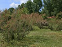 Tamarix parviflora 1, Kleinbloemige tamarisk, Saxifraga-Hans Boll