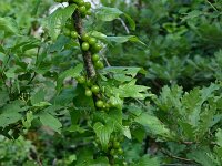 Tamus communis, Black Bryony