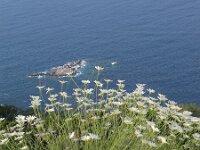 Tanacetum cinerariifolium