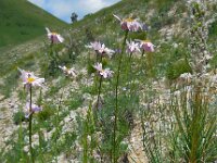 Tanacetum coccineum