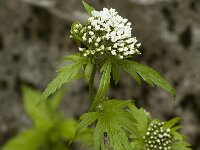 Tanacetum macrophyllum, Rayed Tansy