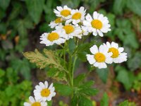 Tanacetum parthenium 1, Moederkruid, Saxifraga-Ed Stikvoort