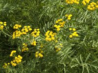 Tanacetum vulgare, Common Tansy