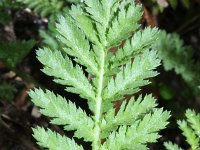 Tanacetum vulgare 15, Boerenwormkruid, Saxifraga-Rutger Barendse