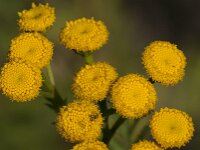 Tanacetum vulgare 43, Boerenwormkruid, Saxifraga-Jan van der Straaten