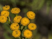 Tanacetum vulgare 44, Boerenwormkruid, Saxifraga-Jan van der Straaten