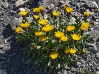 Taraxacum alpinum