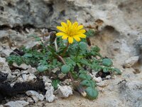 Taraxacum aphrogenes 1, Saxifraga-Ed Stikvoort