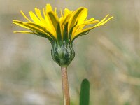 Taraxacum bavarum