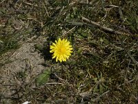 Taraxacum erythrospermum, Lesser Dandelion