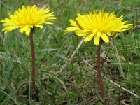 Taraxacum laevigatum