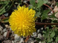 Taraxacum officinale, Dandelion