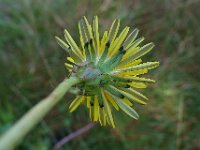 Taraxacum officinale 38, Paardenbloem, Saxifraga-Ab H Baas