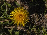 Taraxacum officinale 93, Paardenbloem, Saxifraga-Jan van der Straaten