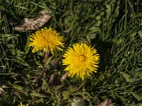 Taraxacum officinale 95, Paardenbloem, Saxifraga-Jan van der Straaten
