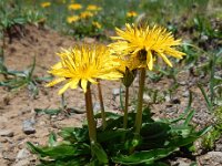 Taraxacum stevenii