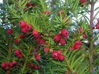 Taxus baccata 1, Taxus, Saxifraga-Hans Dekker